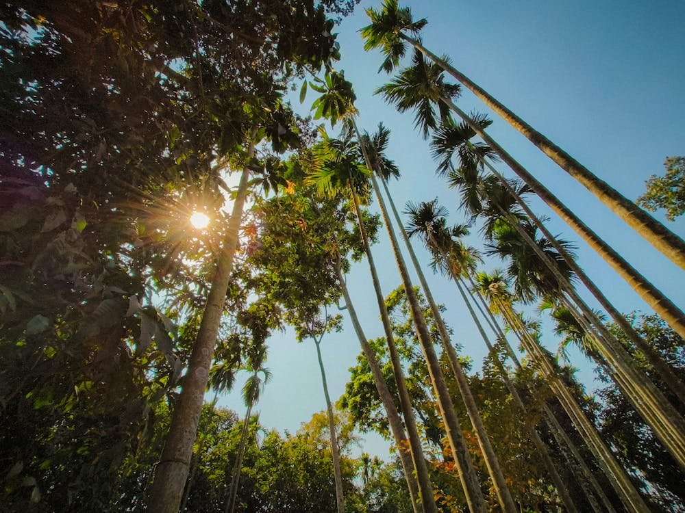 Areca Nut Export