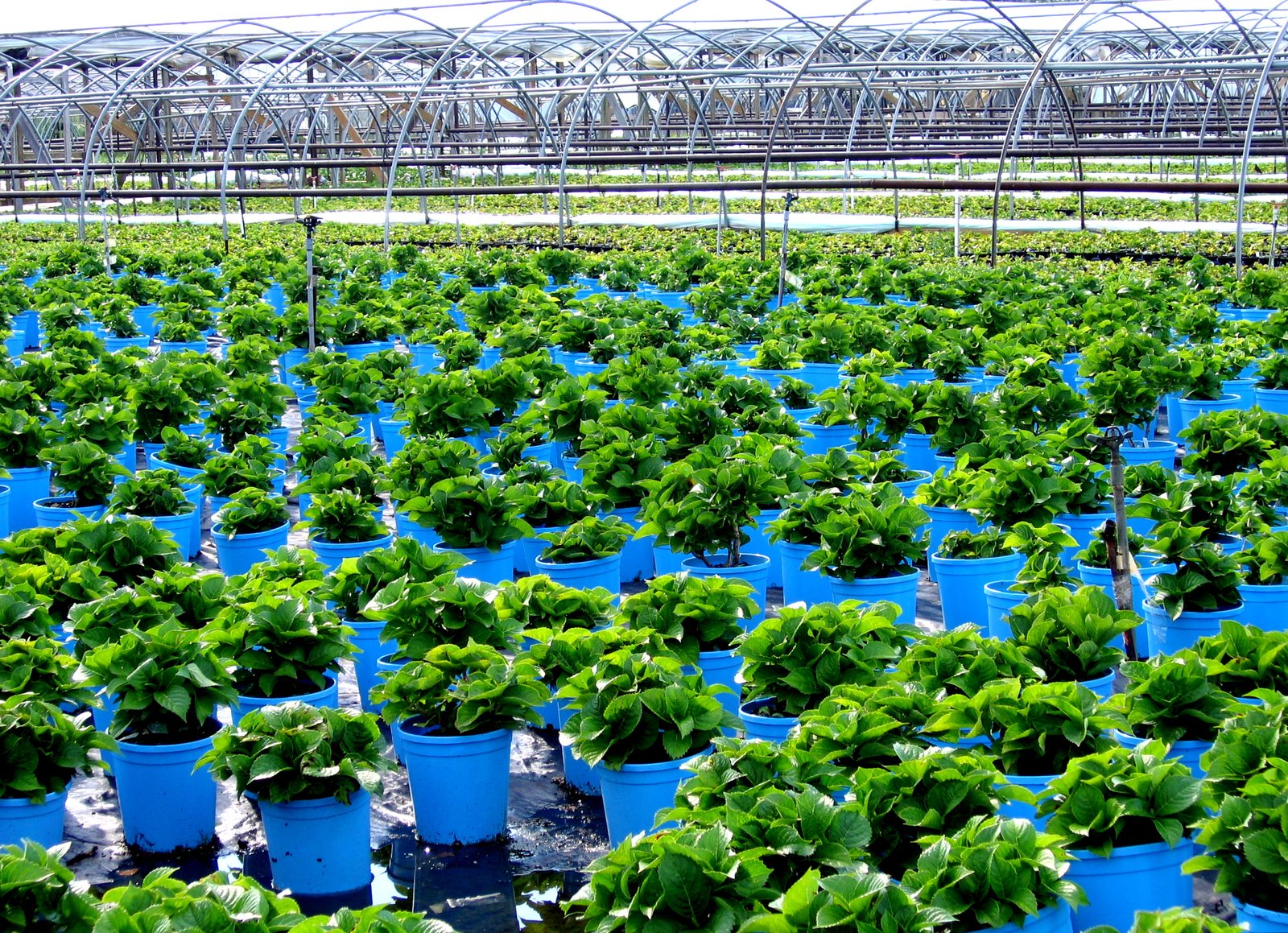 Nursery Plants