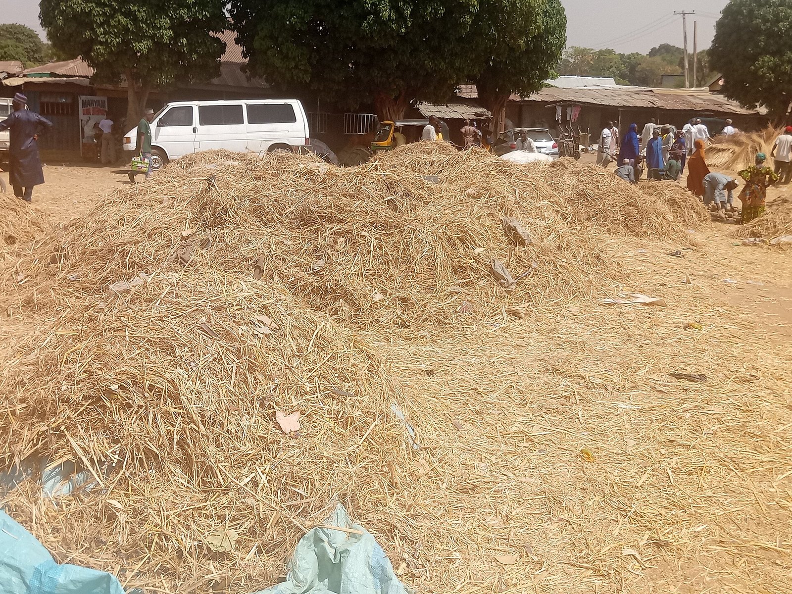 Organic Fertilizer