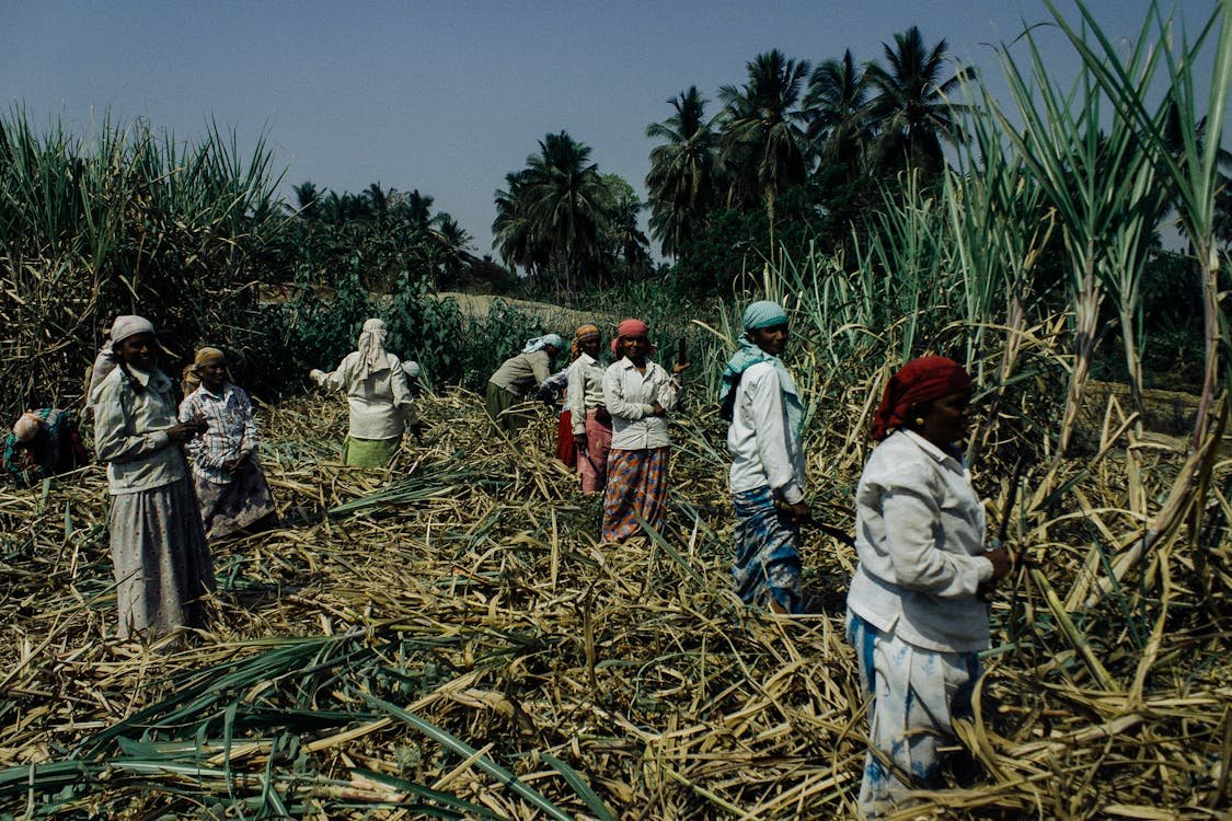 Agriculture Products