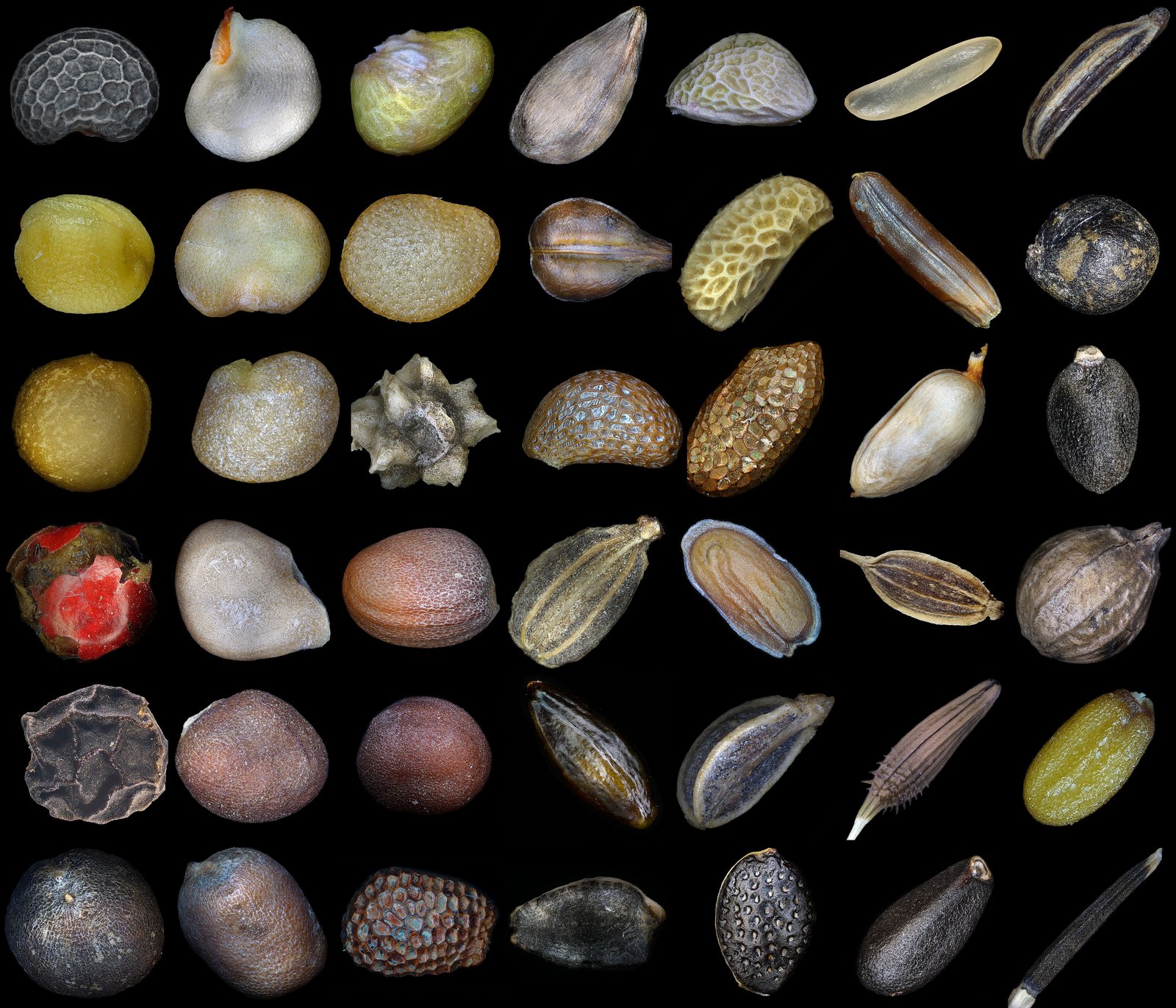 Vegetable Seeds