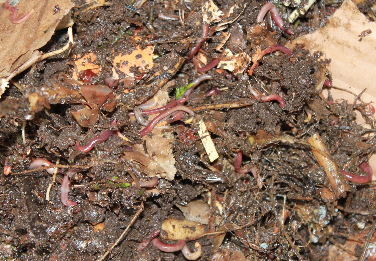 Vermi Compost
